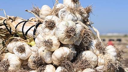 Pazarcık’ta sarımsak hasadı başladı: Yılda 17 bin ton üretim