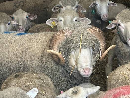 Kuzuları şimdiden satıldı: 1,1 milyonluk koçun sipariş defteri doldu