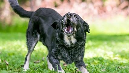 Detaylar: Yargıtay'dan emsal karar: Tasmasız duran köpeğin saldırısına 2 milyon TL tazminat