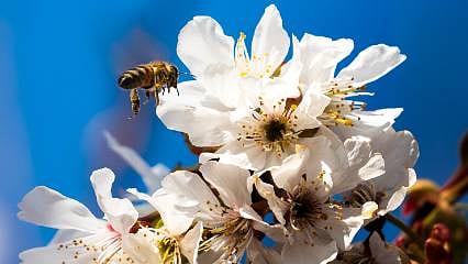 Kuzey yarımkürenin ilk kirazı için geri sayım: Manisa'da bahçeler beyaza büründü