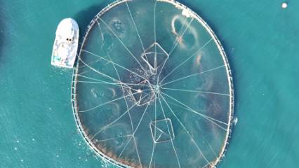 Detaylar: Ordu'dan dünyaya açılıyor: İhracat 2 bin tonu buldu