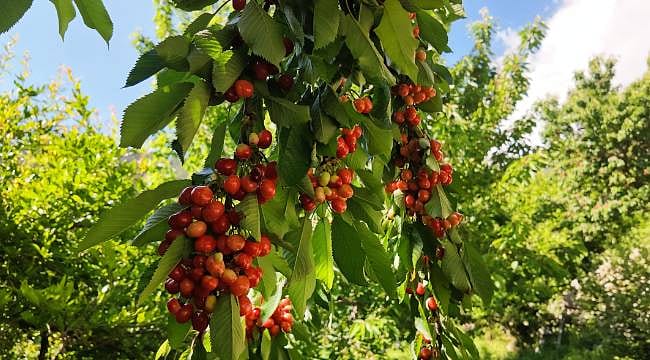 Manavgat'ta erkenci kiraz hasadı başladı