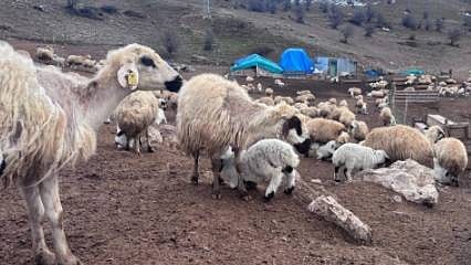 Bayburt’ta küçükbaş hayvancılığa destek başvuruları sürüyor