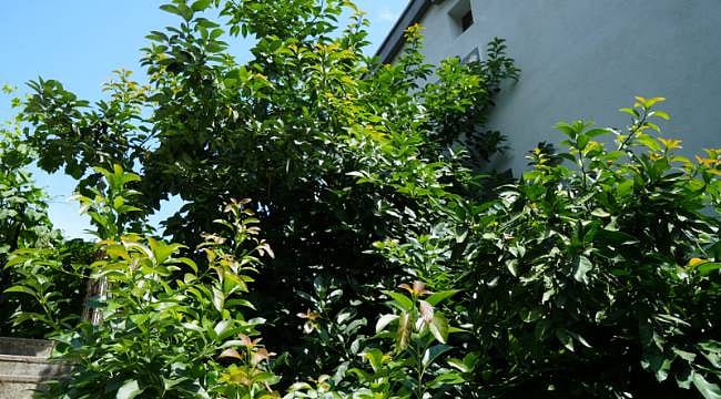 Karadeniz’de ilginç hasat: Bahçesinde Çin fasulyesi de var, pawpaw da