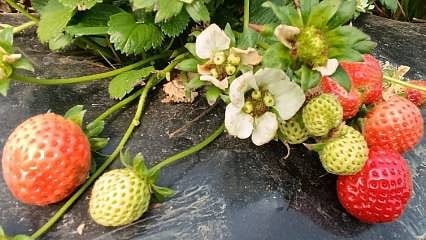 Manisa’nın en küçük ilçesinden dev başarı: 4 mevsim kesintisiz çilek hasadı