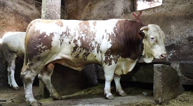 Erzurum Pazarı’nda rekor satış: 1 ton 250 kiloluk dev tosun 550 bin TL’ye alıcı buldu