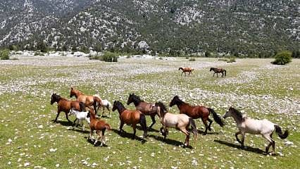 Detaylar: Eynif Ovası’nda görsel şölen: Yılkı atları dronla görüntülendi