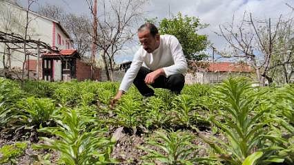 Nesli koruma altındaki akzambaklar anne ve oğulun elinde büyüyor