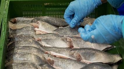 Ege'den dünyaya lezzet köprüsü: 1,4 milyar dolarlık ihracat başarısı