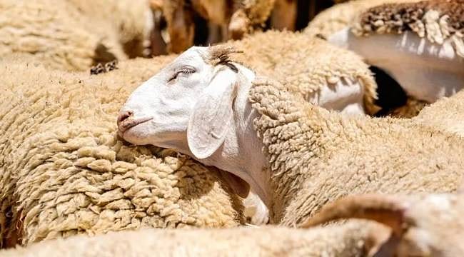 Türkiye'de küçükbaş hayvan sayısı 60 milyonu aştı