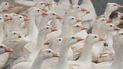 Üreticinin yüzü gülecek: Et verimi yüksek milli kaz ırkı geliyor