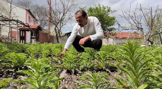 Nesli koruma altındaki akzambaklar anne ve oğulun elinde büyüyor