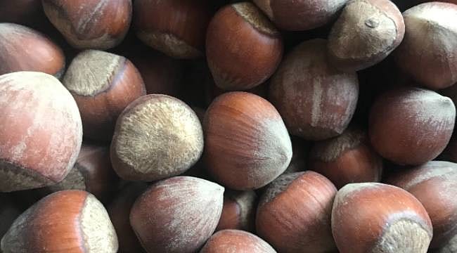 Miktar düştü ama gelir katlandı: Fındık ihracatında birim değer artışı