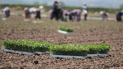 Karacabey Ovası’nda kapya biber mesaisi başladı