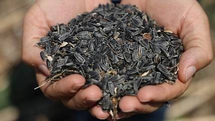Ayçiçeğinde hasat zamanı: Çiftçinin yüzü rekolteyle güldü