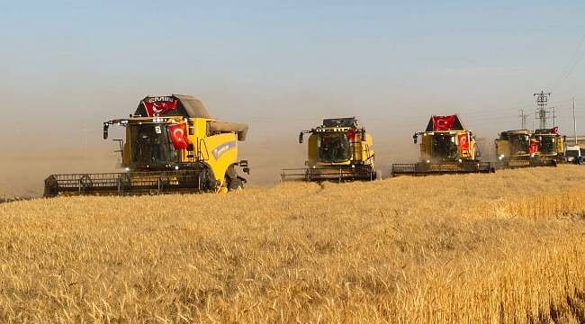 Şanlıurfa'da buğday hasadına yağmur bereketi