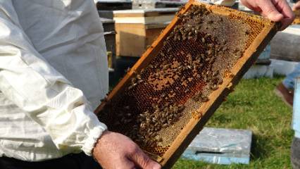 Türkiye’nin bal üssünde mesai başladı: 10 bin ailenin gözü yeni hasatta