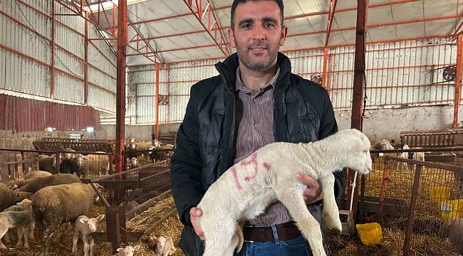 57 yıllık besiciden altın değerinde tavsiyeler: Başarılı küçükbaş hayvancılığın 4 temel kuralını anlattı