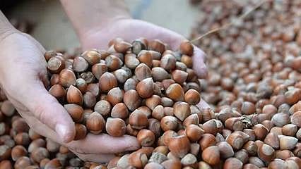 Ticaret Bakanlığı, fındık piyasasına yönelik denetim başlattı