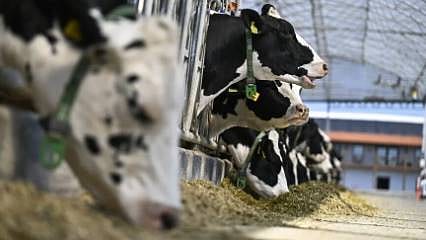 Hayvancılıkta yeni dönem: İşletmeler A'dan E'ye sınıflandırılacak