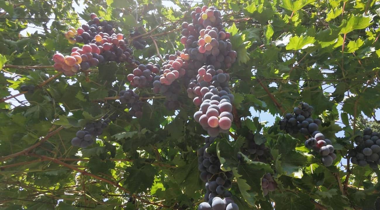 Manisa'da yaş üzüm hasadı başladı
