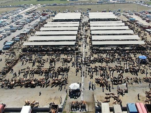Türkiye’nin en büyüğünde bayram mesaisi: Kurban pazarında sıkı pazarlıklar başladı! 1 tonluk Tosun 400 bin TL'ye alıcı bekliyor