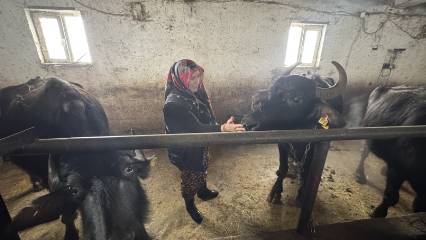 Devlet desteğiyle hayallerini büyüttü: 5 manda ile başladı, 20 mandaya ulaştı