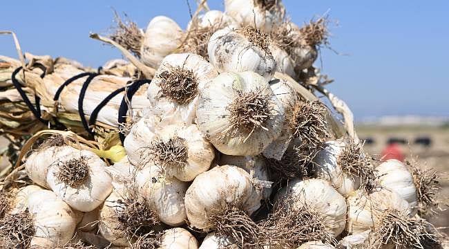 Pazarcık’ta sarımsak hasadı başladı: Yılda 17 bin ton üretim