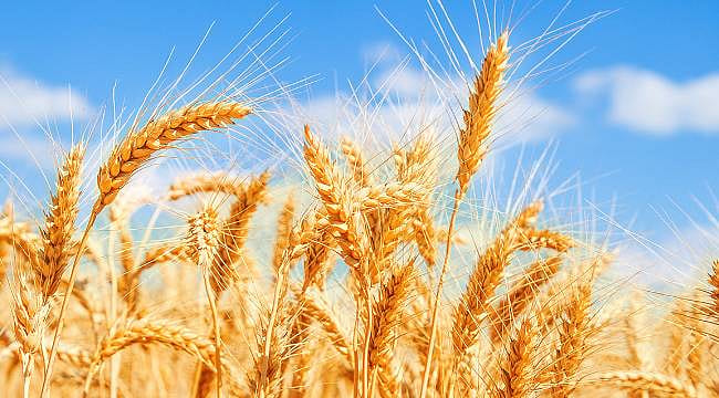 El Nino ve savaş kıskacında tarım piyasası: Fiyatlar sert yükseldi, buğday zirvede
