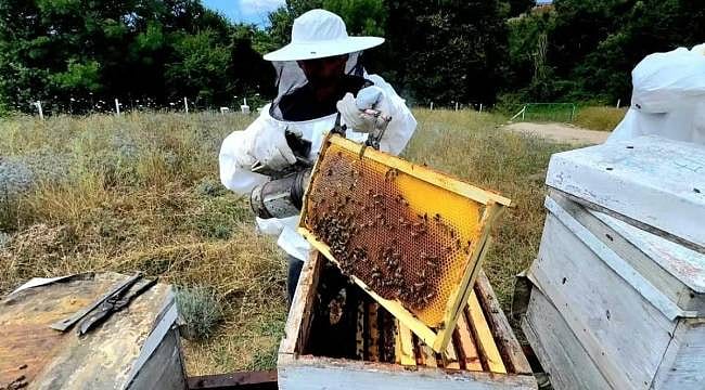 Sinop'ta bal ormanı ilk meyvesini verdi