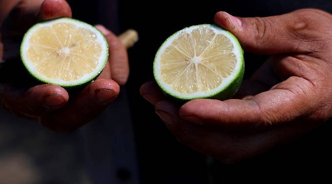 O ilimizde limon bolluğu, hasat başladı: Bahçede kilosu 6-12 lira