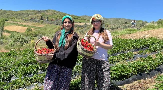 Gençler üretime katıldı, çilekler birlikte toplandı