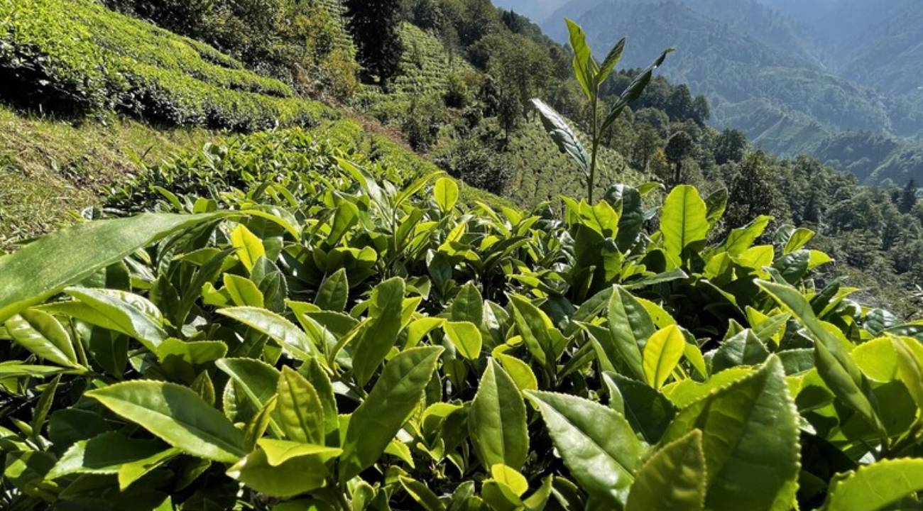 ÇAYKUR'da yaş çay alımları devam ediyor