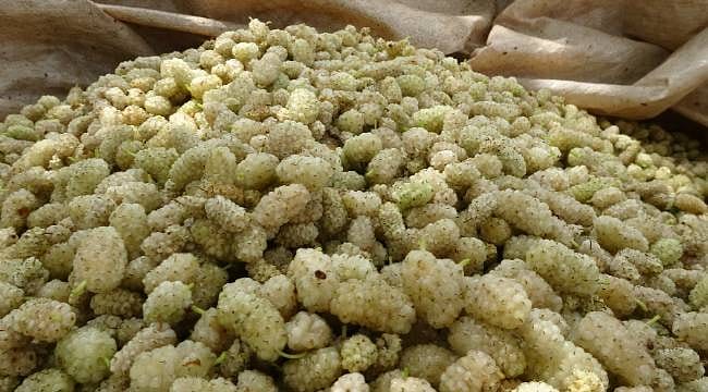 Malatya'da dut pekmezi sezonu: Kilosu 500 TL