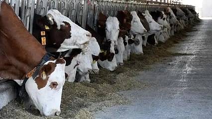 Bakanlık açıkladı: Hayvan varlığı Haziran ayında arttı