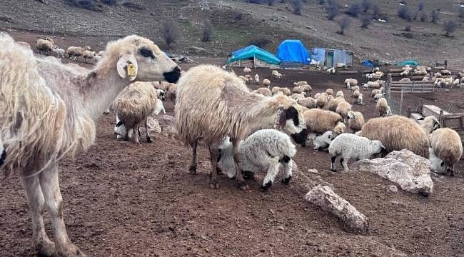 Bayburt’ta küçükbaş hayvancılığa destek başvuruları sürüyor