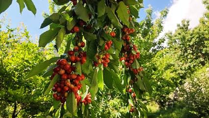Manavgat'ta erkenci kiraz hasadı başladı