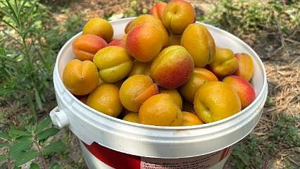 Erkenci "Orange Ruby" Düziçili çiftçinin yeni gelir kapısı oldu
