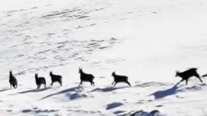 Munzur’un beyaz zirvesinde şamualar görüntülendi