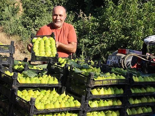 Dünyada sadece Türkiye’deki o 7 mahallede yetişiyor: Bu meyve çeşidine talep yağıyor