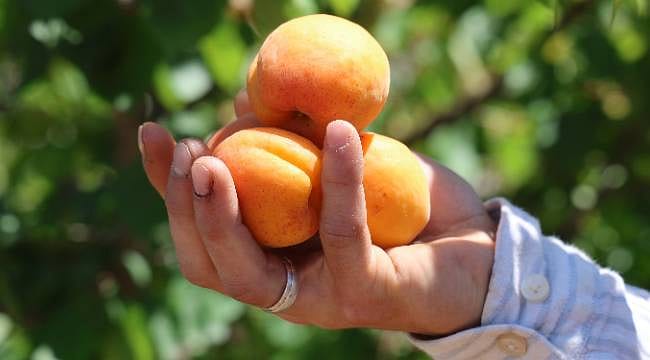 Kozan'da kayısı mesaisi: Bahçede kilogramı 60-80 TL
