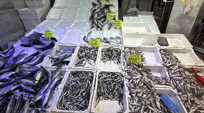 Karadeniz'de balık bolluğu tezgahlara yansıdı: Fiyatlar ne kadar?