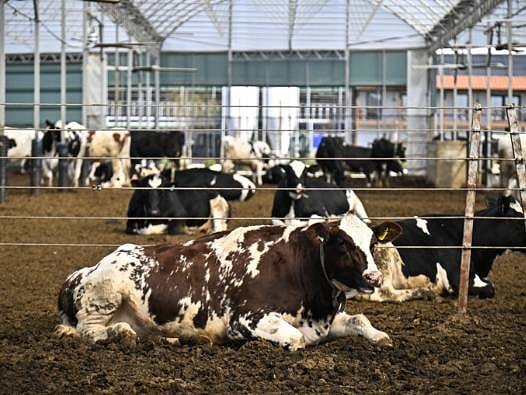 Hayvancılıkta "Tam Otonom" dönem: Avrupa’nın en büyük robotik çiftliği Kırklareli’de