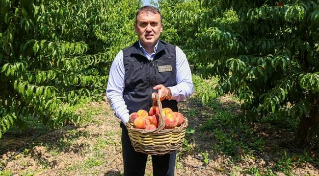 Bilecik'te şeftali ve nektarin hasadı başladı: Nektarinin tamamı ihraç ediliyor