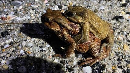 5 bin yıllık miras tehlikede:: Domaniç’te binlerce yıllık göç başladı