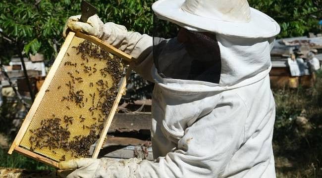 Arıcıların zorlu ve tatlı yolculuğu: Yayla sezonu başladı