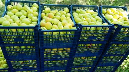 Iğdır’da "Sarı Altın" mesaisi başladı: Fiyatlar ne olacak?
