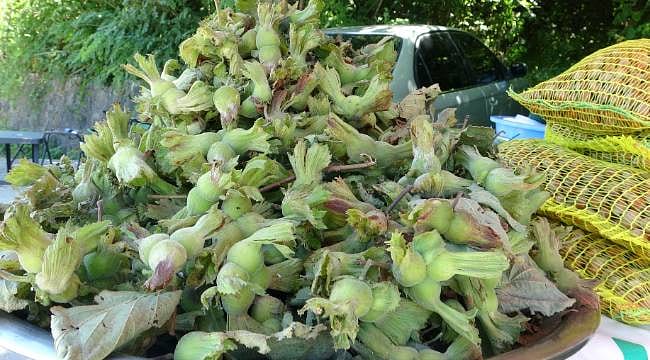 Yeni sezon fındık satışı başladı: Kilosu ne kadar?