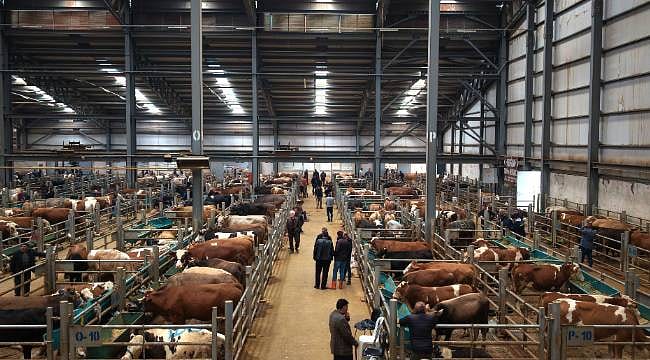 Kurban pazarlarında son durum: Kıran kırana pazarlıklar başladı! Büyükbaş 600 bin TL'ye kadar çıkıyor