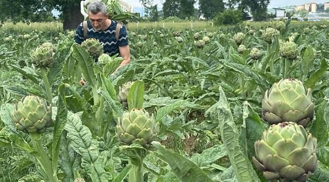 Rantın gölgesinde bir lezzet mirası: Hasanağa enginarı